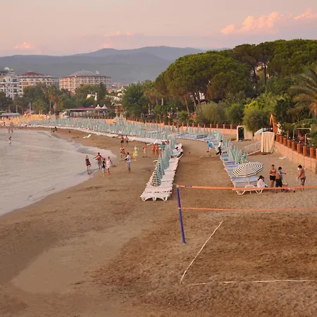 Lonicera World Avsallar