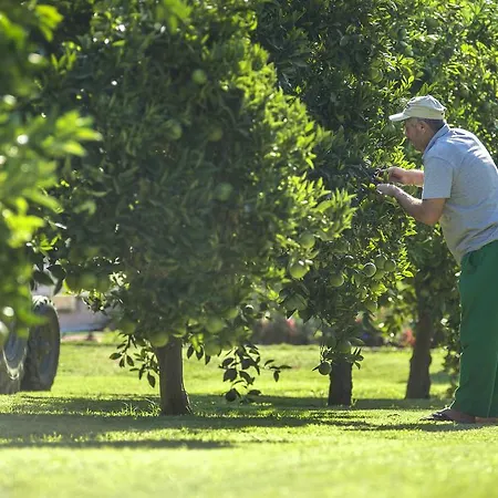 Lonicera World 4* Avsallar